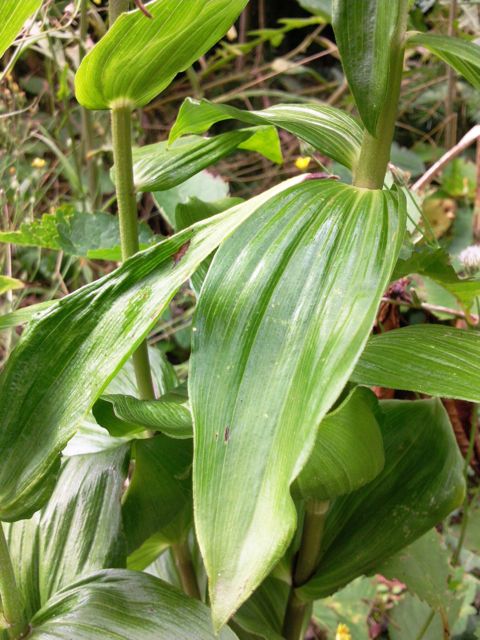 Epipactis helleborine (Epipactis à larges feuilles) - Feuilles