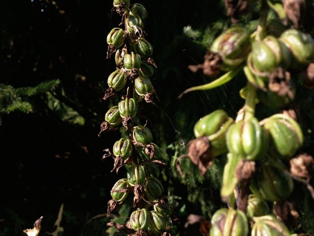 Epipactis helleborine (Epipactis à larges feuilles) - Capsules