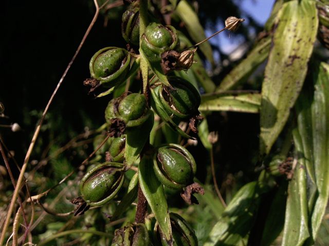Epipactis helleborine (Epipactis à larges feuilles) - Dissémination des graines