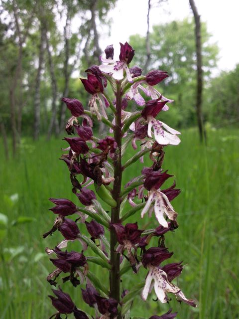 Orchis purpurea (Orchis pourpre) - Hampe