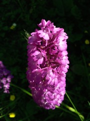 Anacamptis pyramidalis (Orchis Pyramidal) - Fin de floraison