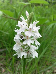 Dactylorhiza fuschsii (Orchis de Fuchs) - Blanc