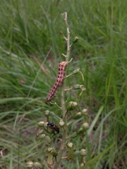 Listera ovata (Listère à feuilles ovales) - Chenille