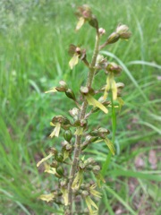 Listera ovata (Listère à feuilles ovales) - Hampe