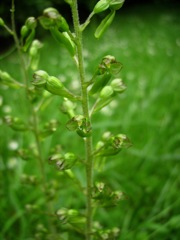 Listera ovata (Listère à feuilles ovales) - Détail