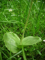 Listera ovata (Listère à feuilles ovales) - Feuilles