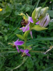 Ophrys apifera (Ophrys Abeille) - Autofécondation