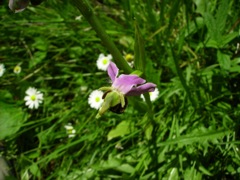 Ophrys apifera (Ophrys Abeille) - Mimétisme