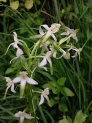 Platanthera chlorantha (Orchis verdâtre)