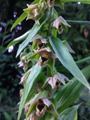 Epipactis helleborine (Epipactis  à larges feuilles) - Hampe