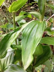 Epipactis helleborine (Epipactis à larges feuilles) - Feuilles