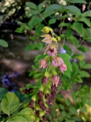 Epipactis helleborine (Epipactis à larges feuilles) - Floraison