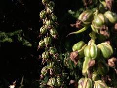 Epipactis helleborine (Epipactis à larges feuilles) - Capsules