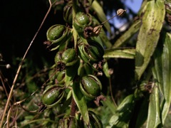 Epipactis helleborine (Epipactis à larges feuilles) - Dissémination des graines