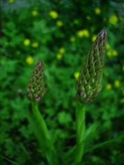 Anacamptis pyramidalis (Orchis Pyramidal) - Bourgeon