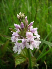 Dactylorhiza fuschsii ou Dactylorhisa maculata