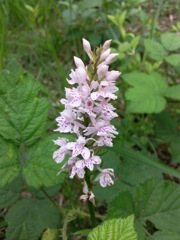 Orchis de Fuchs (Dactylorhiza fuschsii) - Points roses