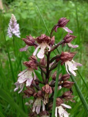 Orchis purpurea (Orchis pourpre) - Détail