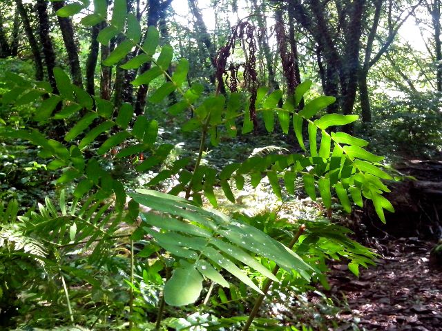 Osmunda regalis (Osmonde royale) - Sous-bois