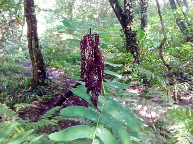 Osmunda regalis (Osmonde royale) - Inflorescence