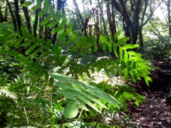 Osmunda regalis (Osmonde royale) - Sous-bois