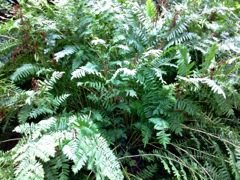 Osmunda regalis (Osmonde royale) - Frondes