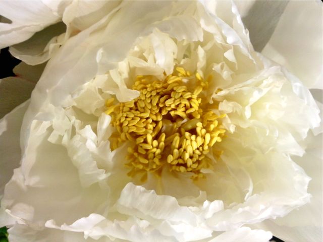 Paeonia (Pivoine) - Etamines de pivoine blanche