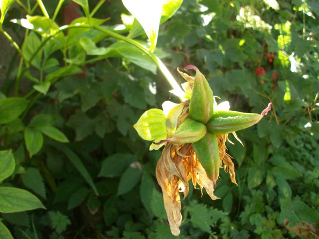 Paeonia (Pivoine) - Polyfollicule