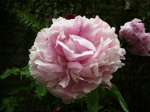 Paeonia (Pivoine) - Profil