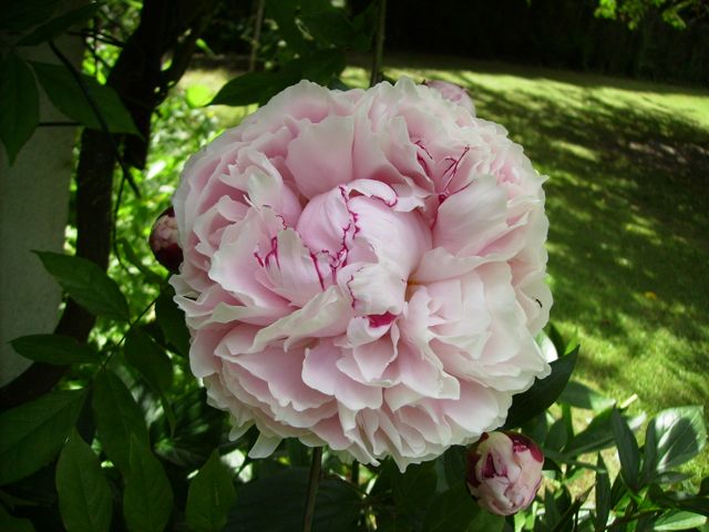 Paeonia (Pivoine) - Pivoines au jardin