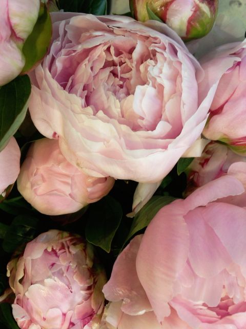 Paeonia (Pivoine) - Botte