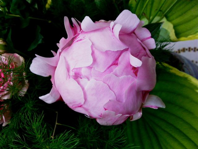 Paeonia (Pivoine) - Bouton rose