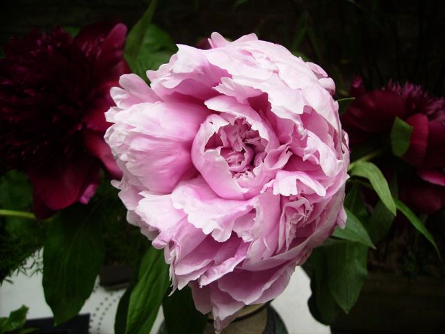 Paeonia (Pivoine) - Bouquet de pivoines