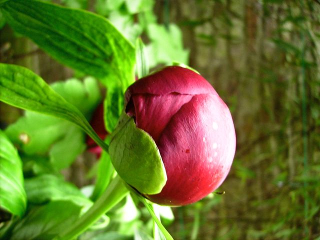 Paeonia (Pivoine) - Bouton de profil