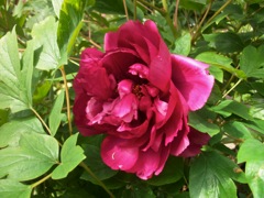 Paeonia (Pivoine) - Rouge