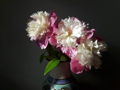 Pivoines