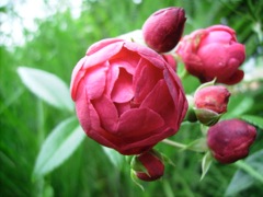 Paeonia (Pivoine) - Floraison