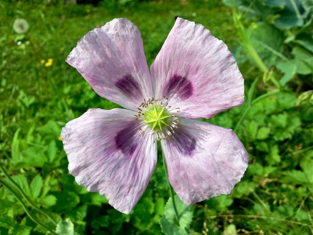 Papaver somniferum (Pavot somnifère) - Face