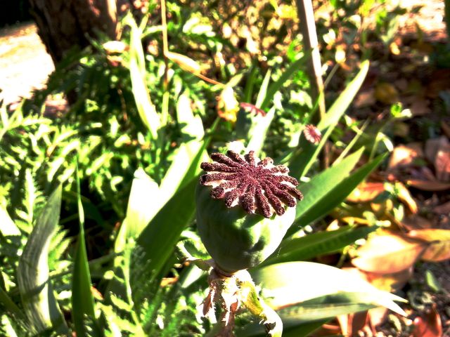 Papaver (Pavot) - Capsule verte