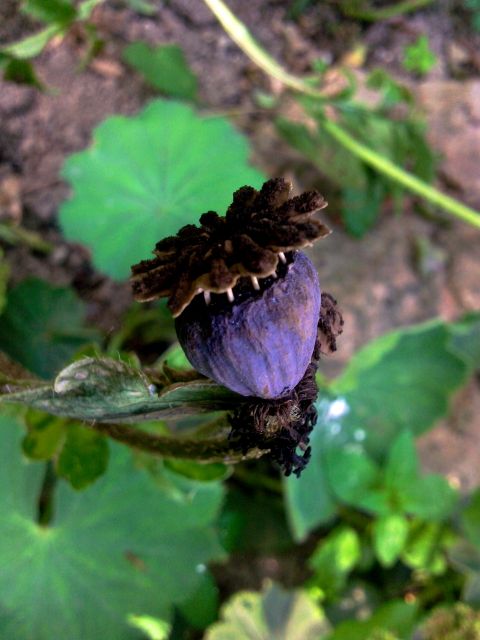 Papaver (Pavot) - Capsule ouverte