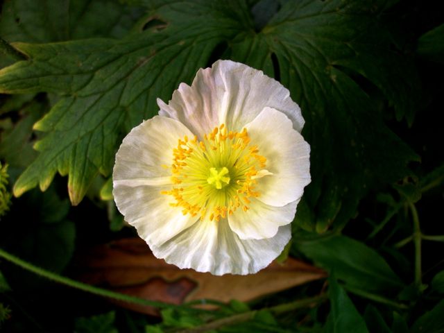 Papaver nudicaule (Pavot d'Islande) - Face, blanc