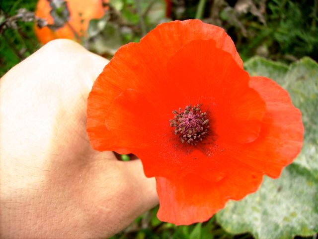 Papaver rhoeas (Coquelicot) - Face, rouge