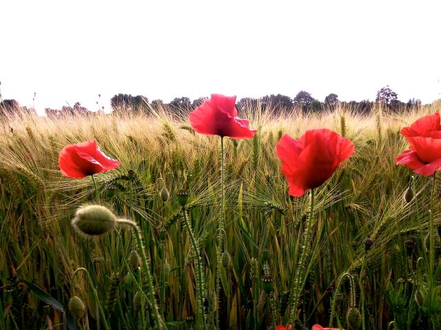 Papaver rhoeas (Coquelicot) - Champ