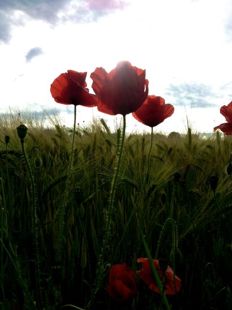 Papaver rhoeas (Coquelicot) - Dessous