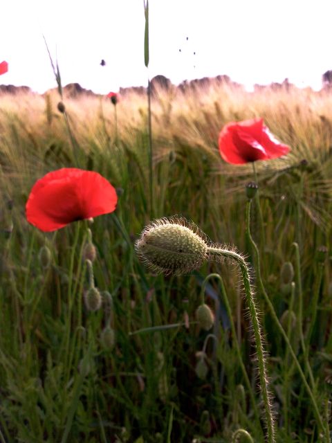 Papaver rhoeas (Coquelicot) - Bouton