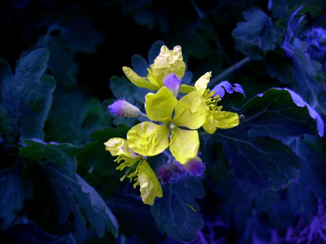 Chelidonium majus (Grande Chélidoine) - Pied