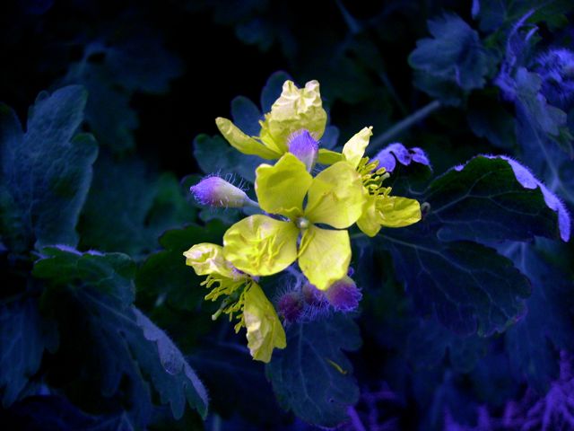 Chelidonium majus (Grande Chélidoine) - Pied