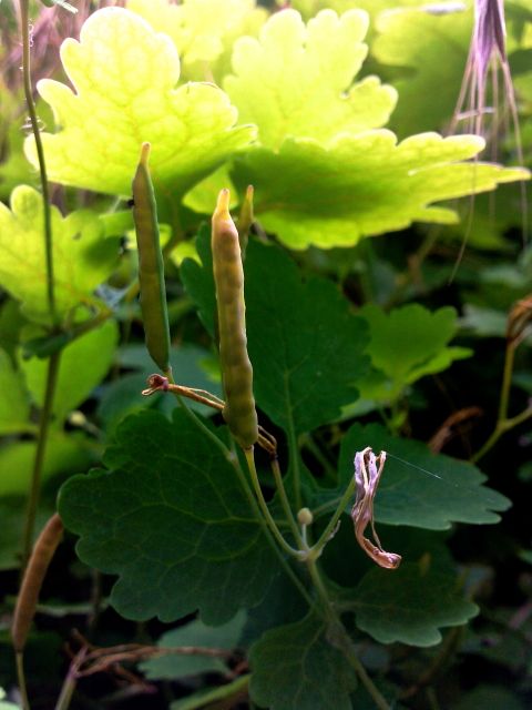 Chelidonium majus (Grande Chélidoine) - Silique