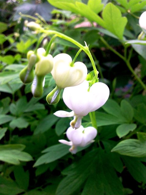 Dicentra spectabilis - Blanc