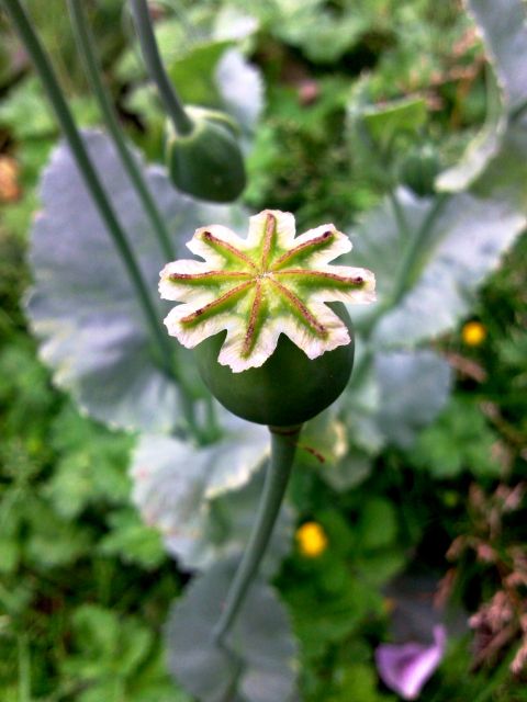 Papaver somniferum (Pavot somnifère) - Capsule de coté